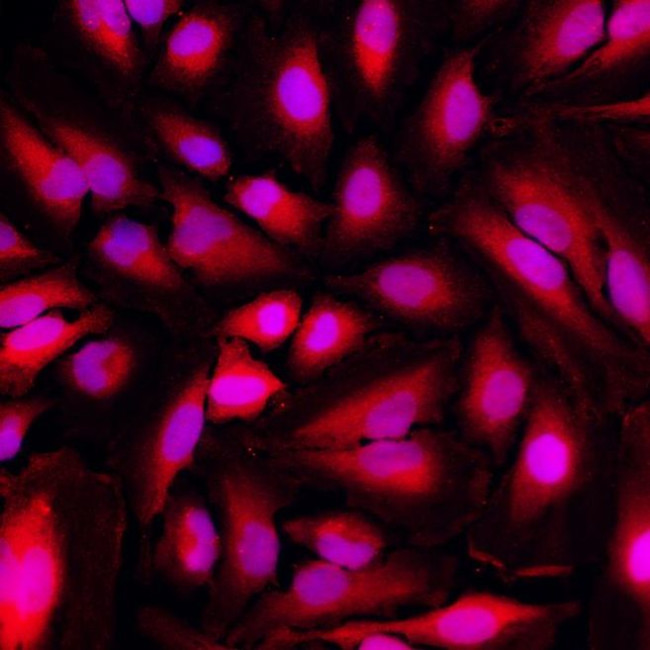 GAPDH Loading Control Antibody in Immunocytochemistry (ICC/IF)