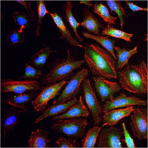 GAPDH Loading Control Antibody in Immunocytochemistry (ICC/IF)