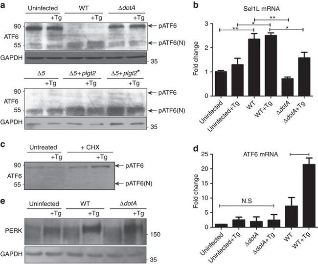 GAPDH Loading Control Antibody in Western Blot (WB)