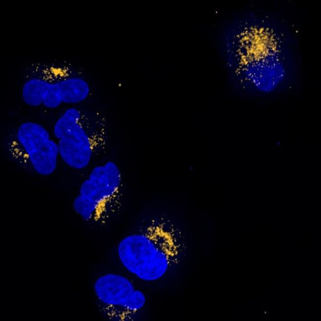 Rabbit IgG (H+L) Highly Cross-Adsorbed Secondary Antibody in Immunocytochemistry (ICC/IF)