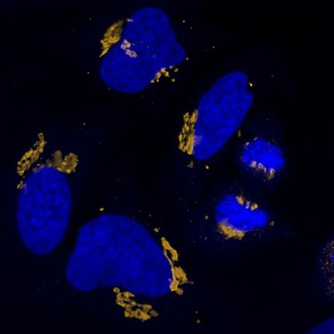 Rabbit IgG (H+L) Highly Cross-Adsorbed Secondary Antibody in Immunocytochemistry (ICC/IF)