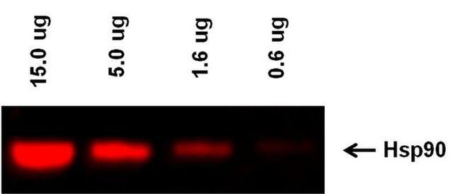 Rabbit IgG (H+L) Highly Cross-Adsorbed Secondary Antibody in Western Blot (WB)