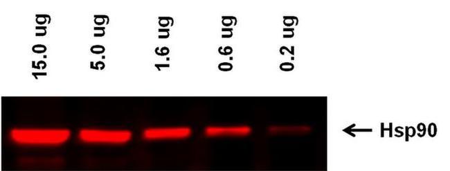 Rabbit IgG (H+L) Highly Cross-Adsorbed Secondary Antibody in Western Blot (WB)