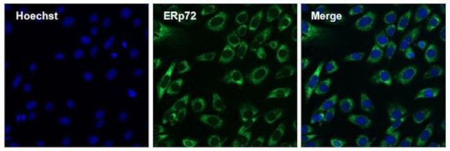 Rabbit IgG (Heavy chain) Secondary Antibody in Immunocytochemistry (ICC/IF)