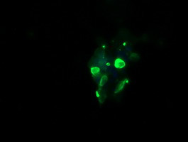 GLB1 Antibody in Immunocytochemistry (ICC/IF)