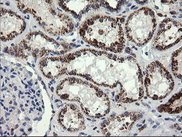 GLB1 Antibody in Immunohistochemistry (Paraffin) (IHC (P))