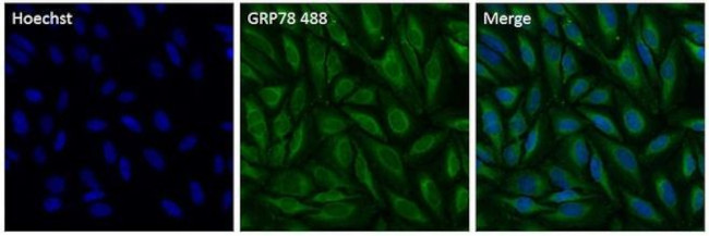 GRP78 Antibody in Immunocytochemistry (ICC/IF)