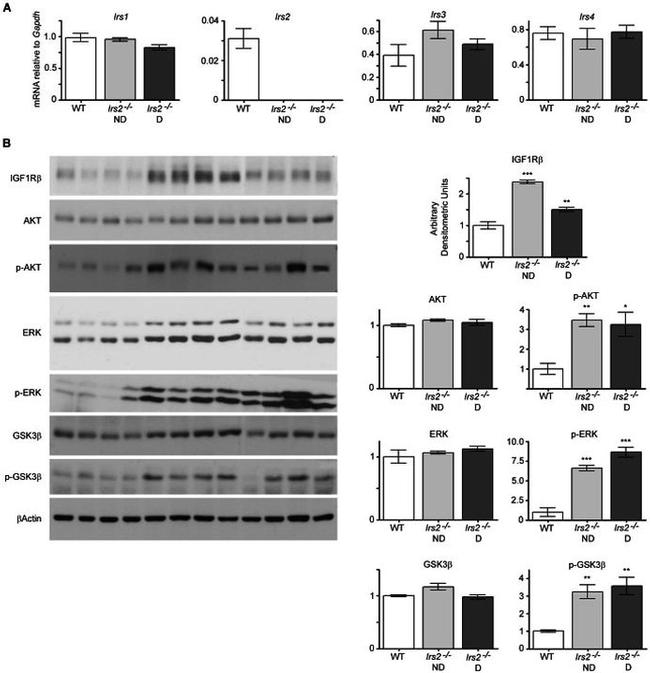 GSK3 alpha/beta Antibody in Western Blot (WB)