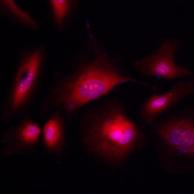 GST Tag Antibody in Immunocytochemistry (ICC/IF)