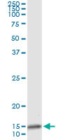 IL8 Antibody in Immunoprecipitation (IP)