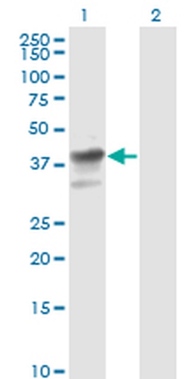 MAPK3 Antibody in Western Blot (WB)