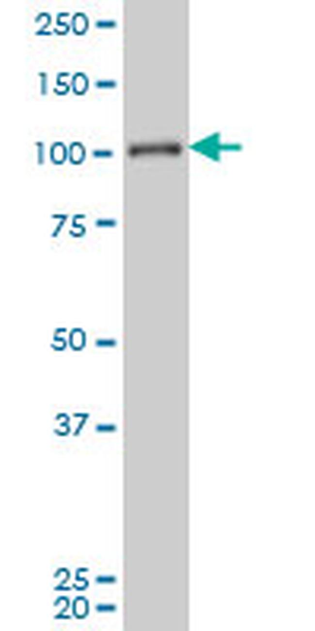 MAPK6 Antibody in Western Blot (WB)