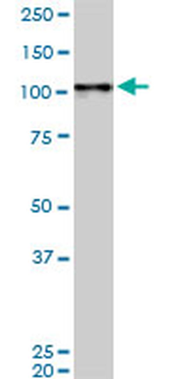 MAPK6 Antibody in Western Blot (WB)