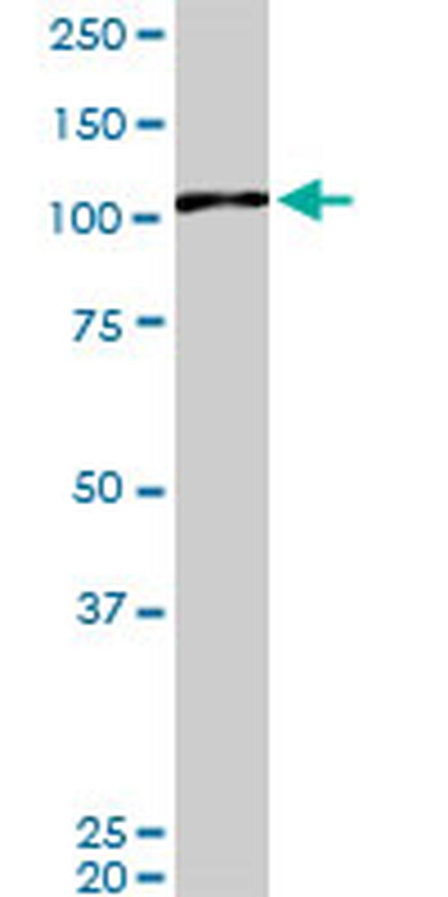 MAPK6 Antibody in Western Blot (WB)