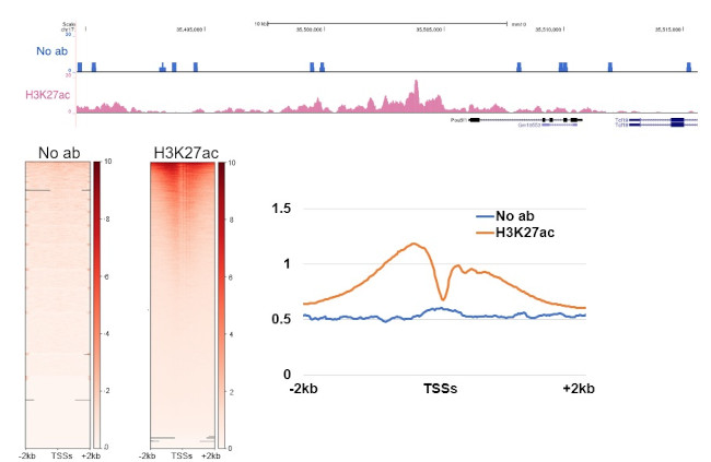 H3K27ac Antibody in CUT&RUN (C&R)