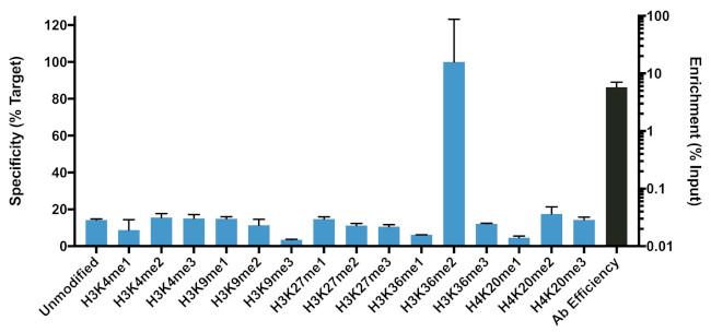 H3K36me2 Antibody