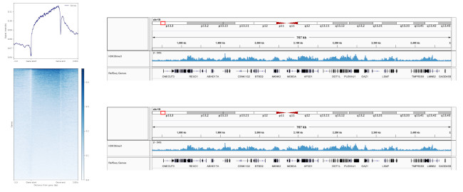 H3K36me3 Antibody in ChIP-Sequencing (ChIP-seq)