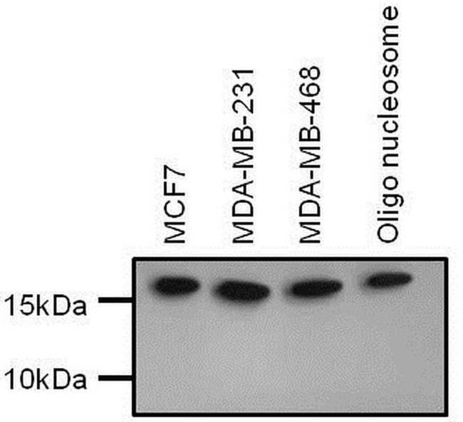 H3K4me1 Antibody in Western Blot (WB)