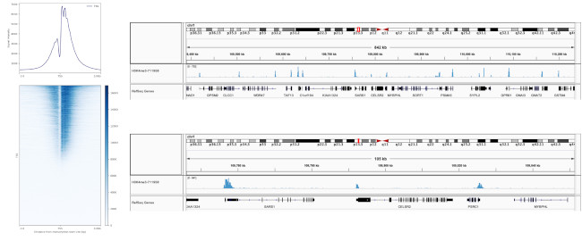 H3K4me3 Antibody in ChIP-Sequencing (ChIP-seq)