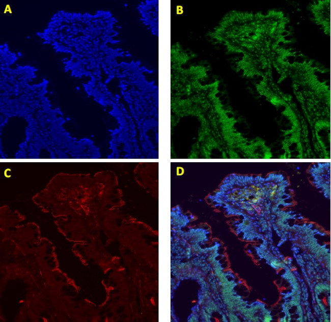 ZO-1 Antibody in Immunocytochemistry (ICC/IF)