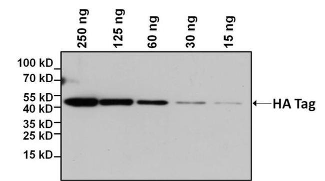 HA Tag Antibody in Western Blot (WB)