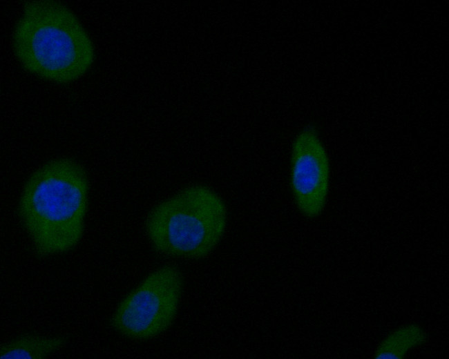 Dopamine Transporter Antibody in Immunocytochemistry (ICC/IF)