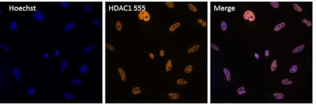 HDAC1 Antibody in Immunocytochemistry (ICC/IF)