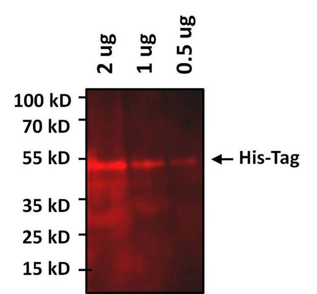 6x-His Tag Antibody in Western Blot (WB)