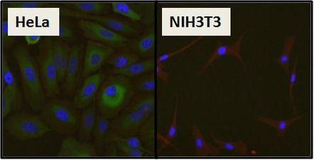 HSP27 Antibody in Immunocytochemistry (ICC/IF)