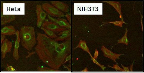 HSP60 Antibody in Immunocytochemistry (ICC/IF)