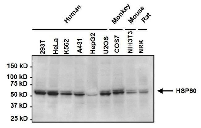 HSP60 Antibody in Western Blot (WB)