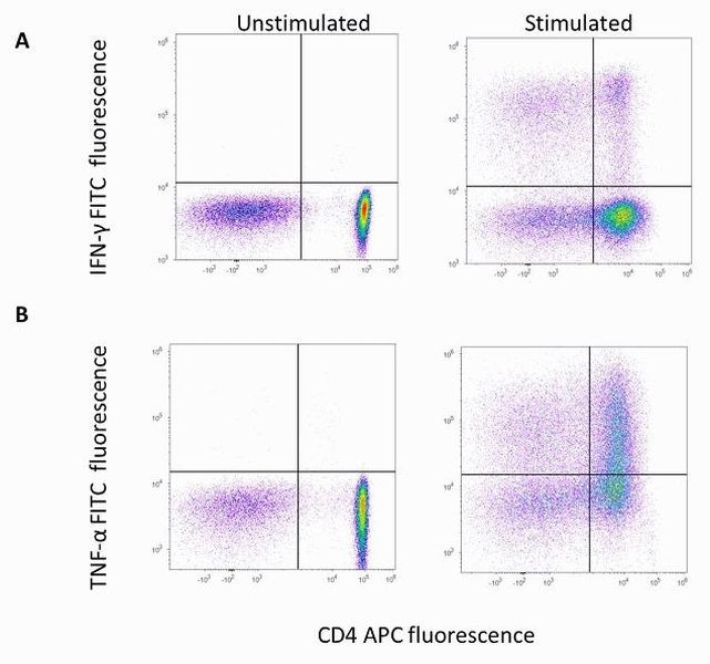 CD4 Antibody in Flow Cytometry (Flow)