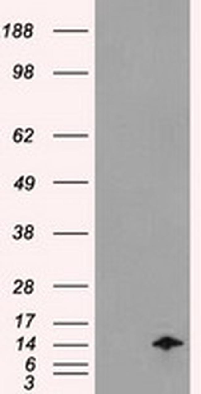 ID2 Antibody in Western Blot (WB)