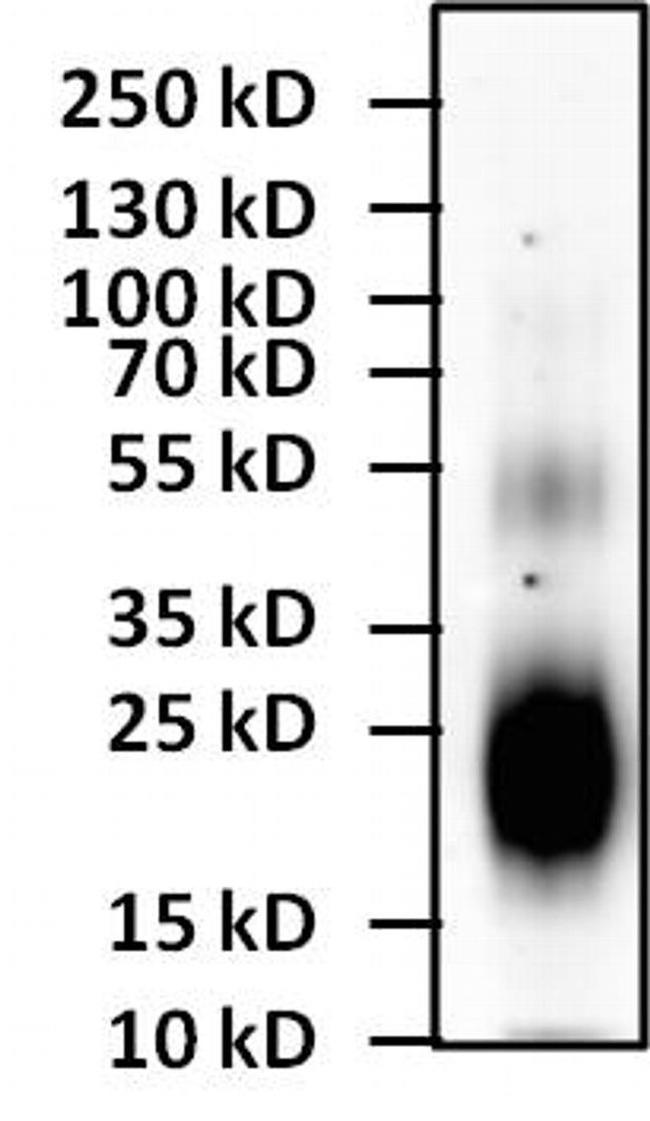 IL-4 Antibody in Western Blot (WB)