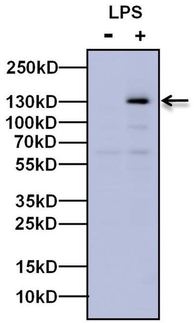 iNOS Antibody in Western Blot (WB)