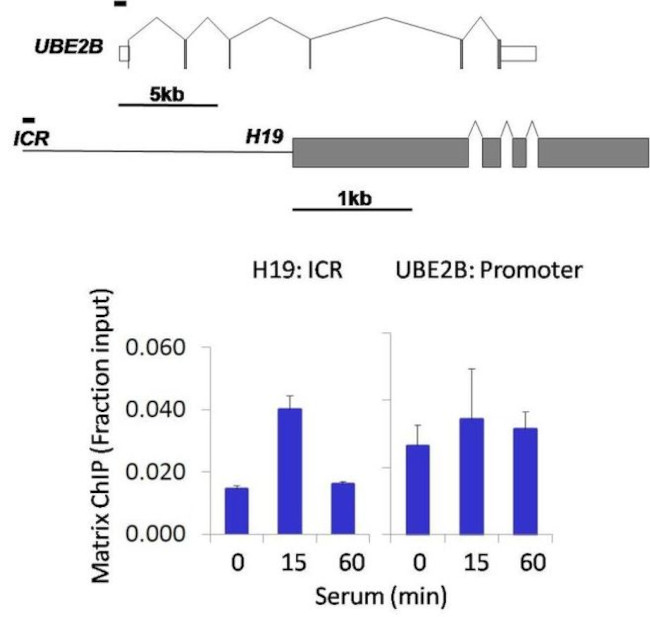 IRAK4 Antibody in ChIP Assay (ChIP)