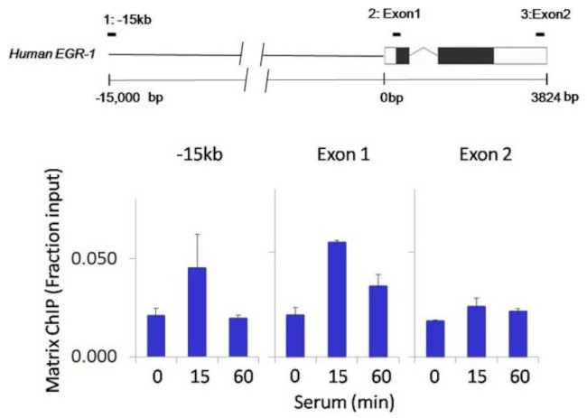 IRAK4 Antibody in ChIP Assay (ChIP)