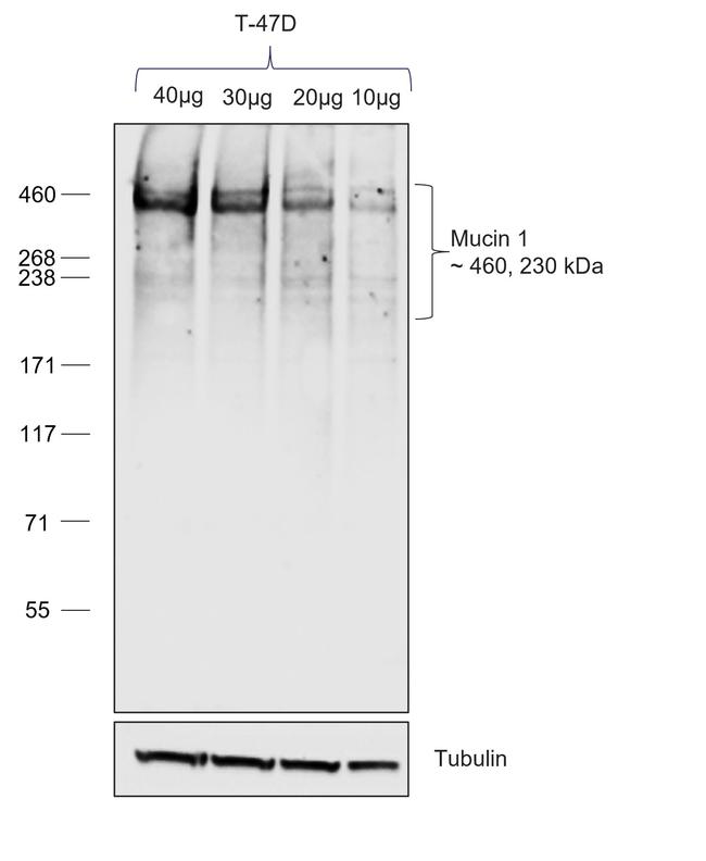 Human IgG1 (Heavy chain) Secondary Antibody in Western Blot (WB)