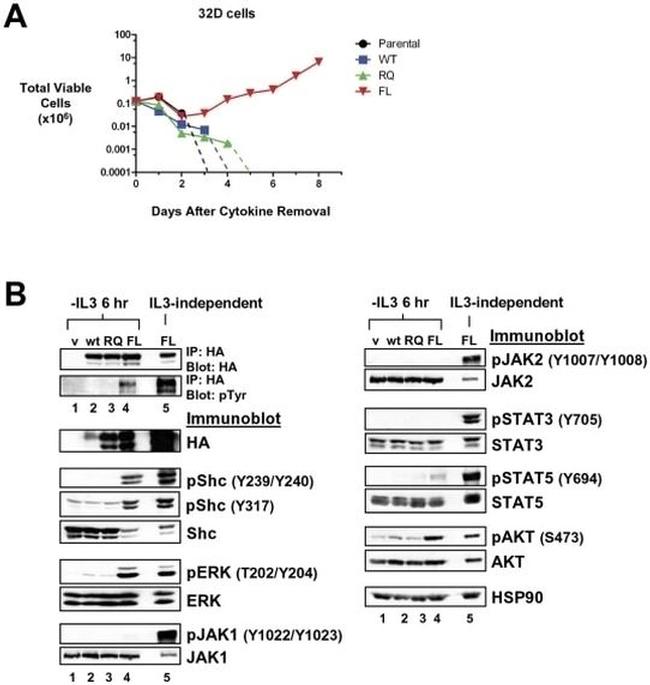 Phospho-JAK1 (Tyr1022, Tyr1023) Antibody in Western Blot (WB)