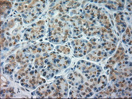 JNK1 Antibody in Immunohistochemistry (Paraffin) (IHC (P))