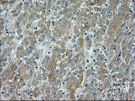 JNK1 Antibody in Immunohistochemistry (Paraffin) (IHC (P))