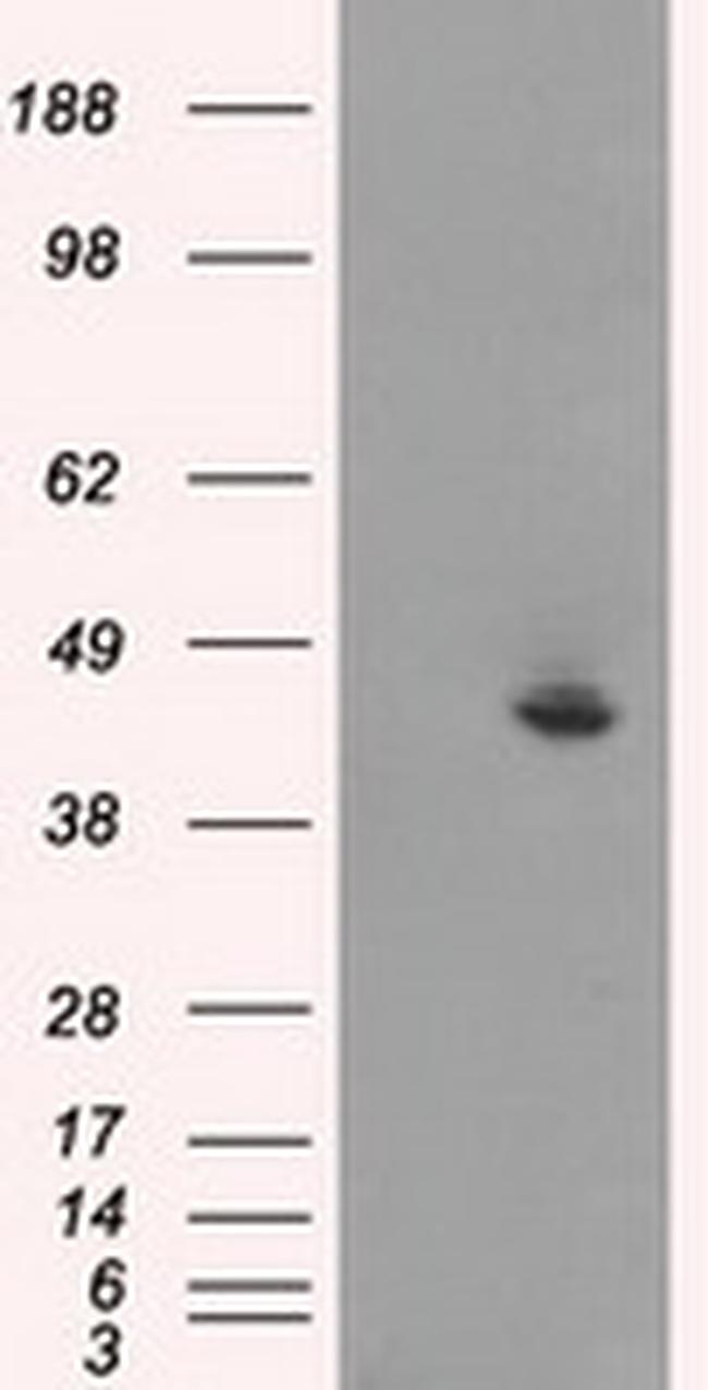 JNK1 Antibody in Western Blot (WB)