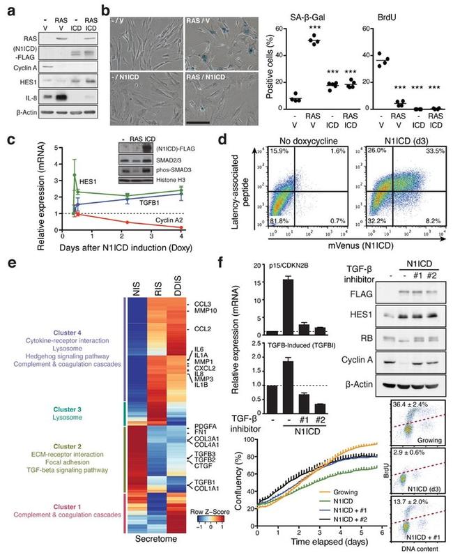 LAP (Latency Associated peptide) Antibody in Flow Cytometry (Flow)