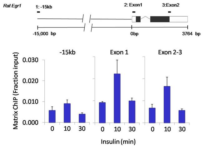 SOX2 Antibody