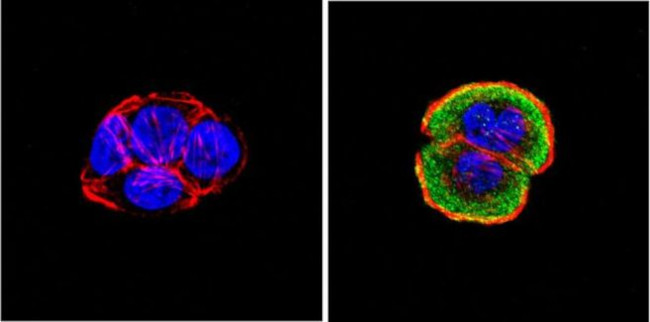 ERK3 Antibody in Immunocytochemistry (ICC/IF)