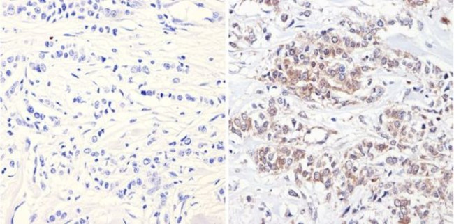 ERK3 Antibody in Immunohistochemistry (Paraffin) (IHC (P))