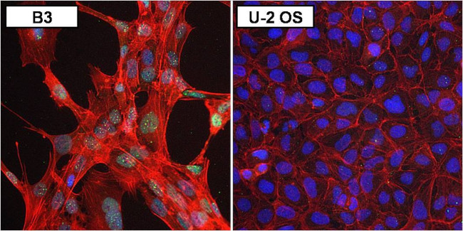 PAX6 Antibody