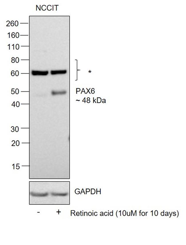 PAX6 Antibody in Western Blot (WB)