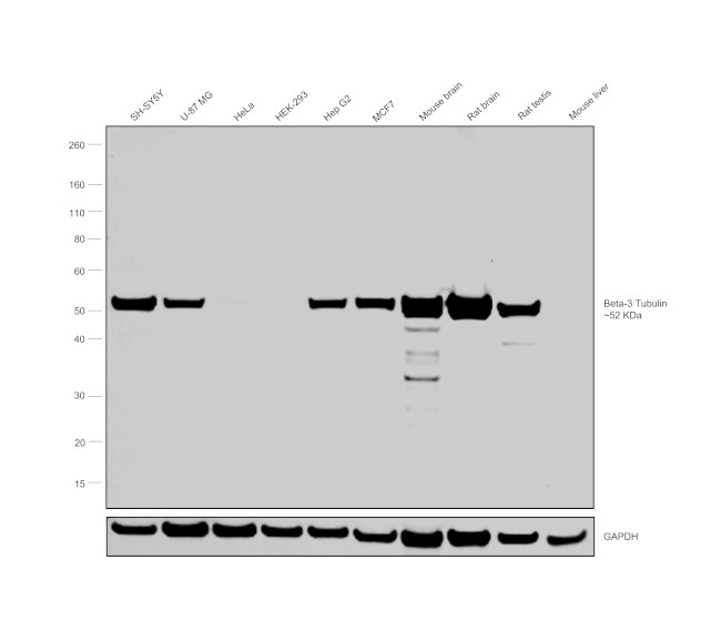 beta-3 Tubulin Antibody