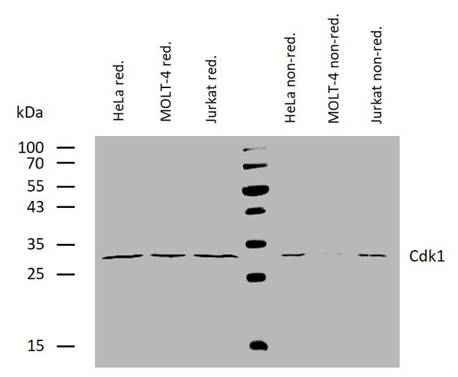 CDK1 Antibody in Western Blot (WB)